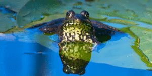 frog on a lily pad